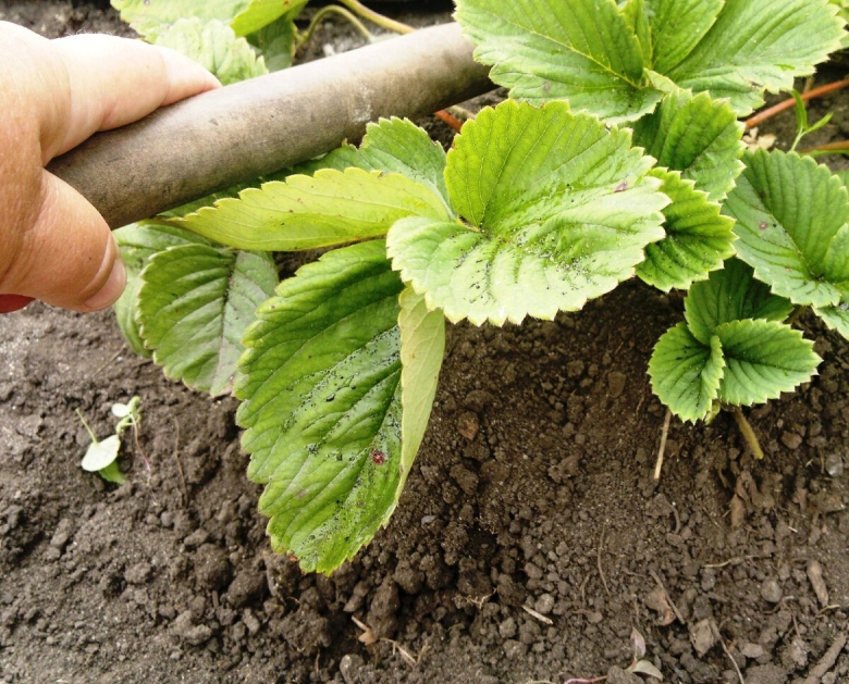 Клубничная плантация Новосибирск