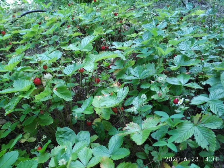 Земляника лесная