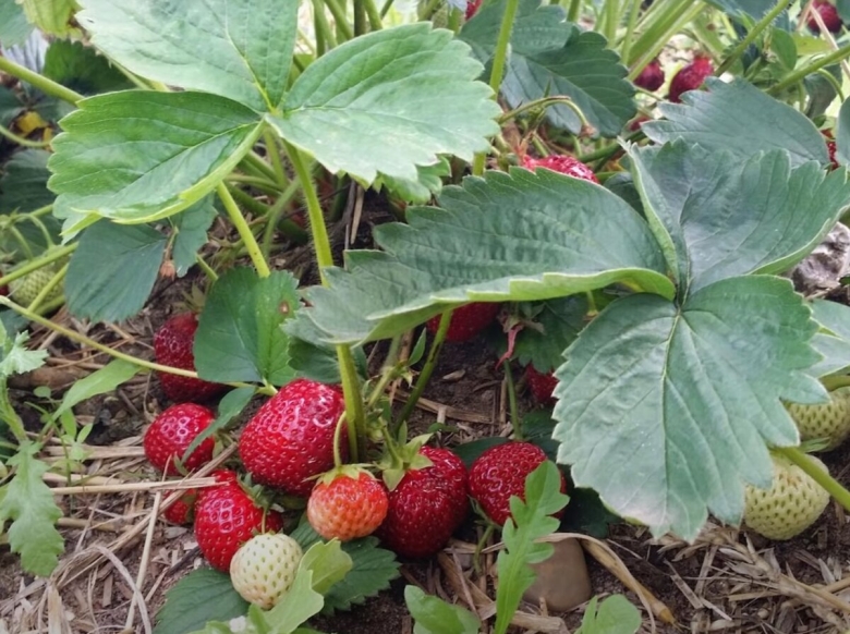 Подкормка клубники весной для большого урожая