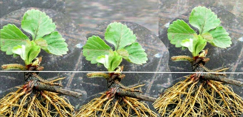 Рассада клубники саженцы