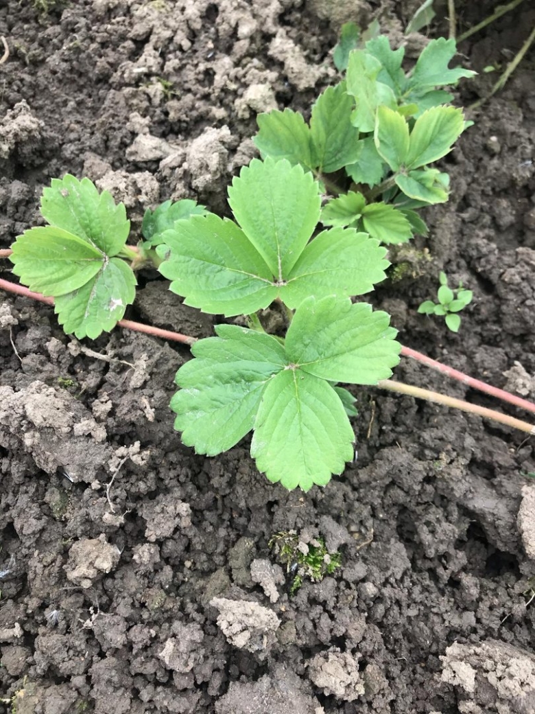 Усы земляники