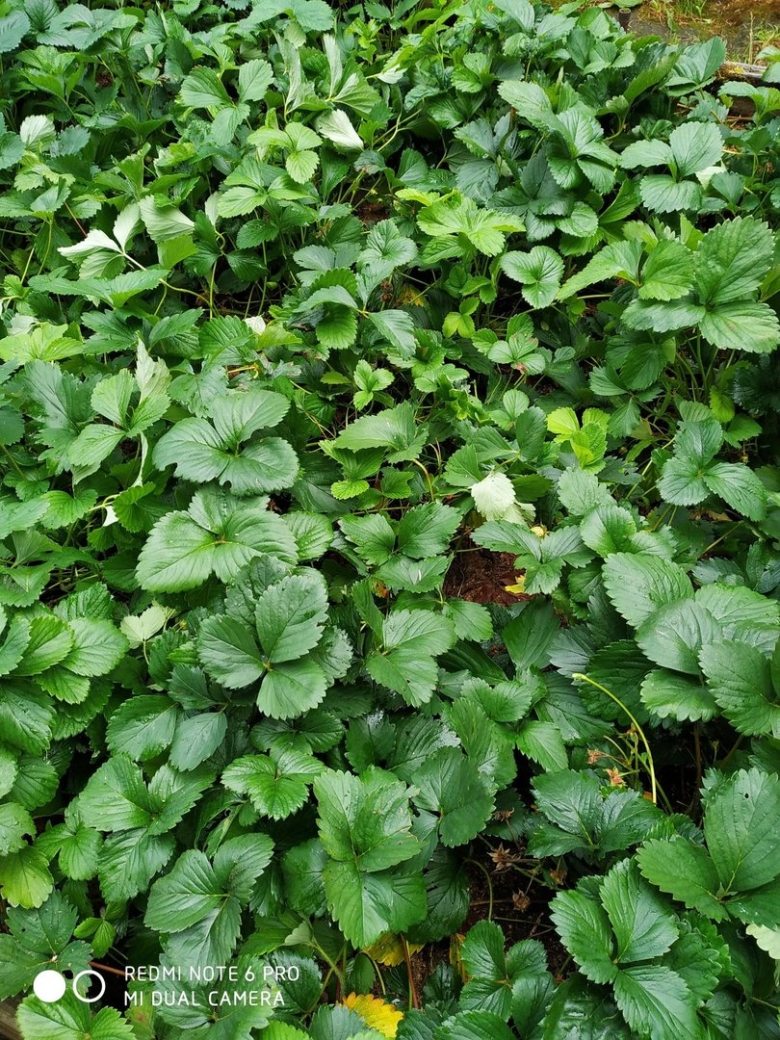 Куст клубники