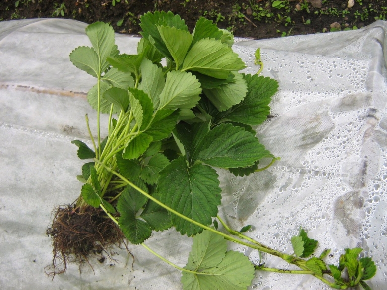 Земляника Садовая кустик