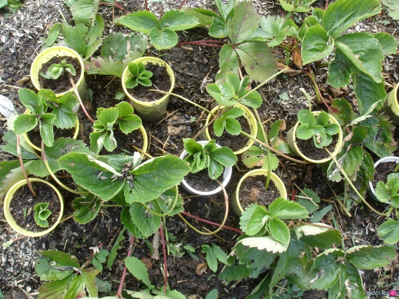 Нематода на землянике