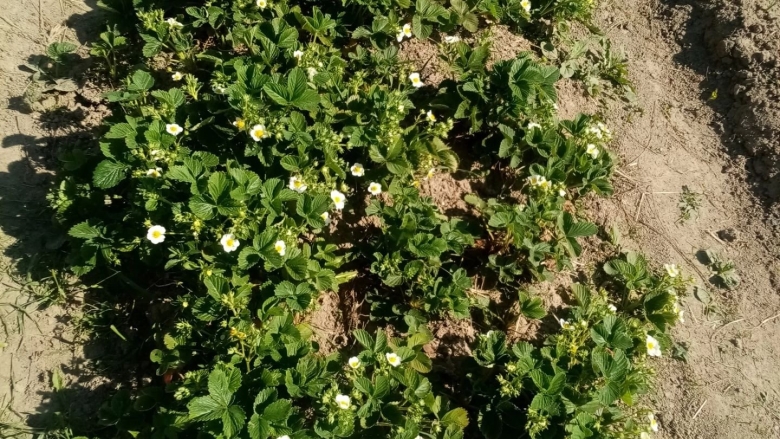 Куст клубники