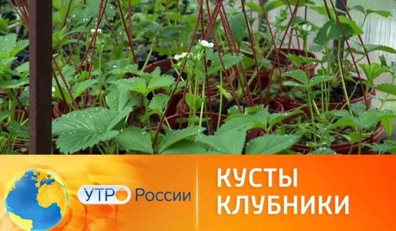 Рассада клубника