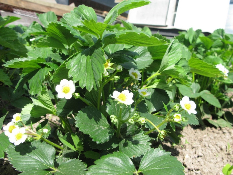 Земляника Садовая цветет