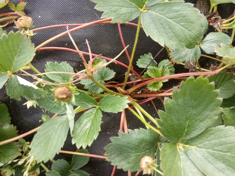 Фото женских кустов земляники