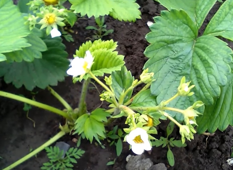 Розетка у клубники фото