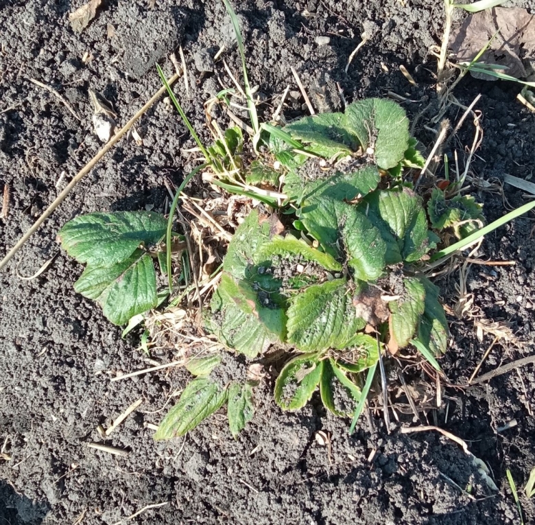 500 кустов клубники