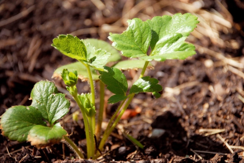 Земляника Садовая Чамора Туруси