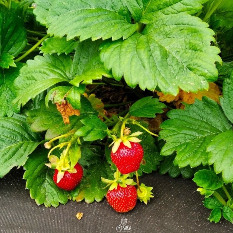 Земляника Лесная ремонтантная