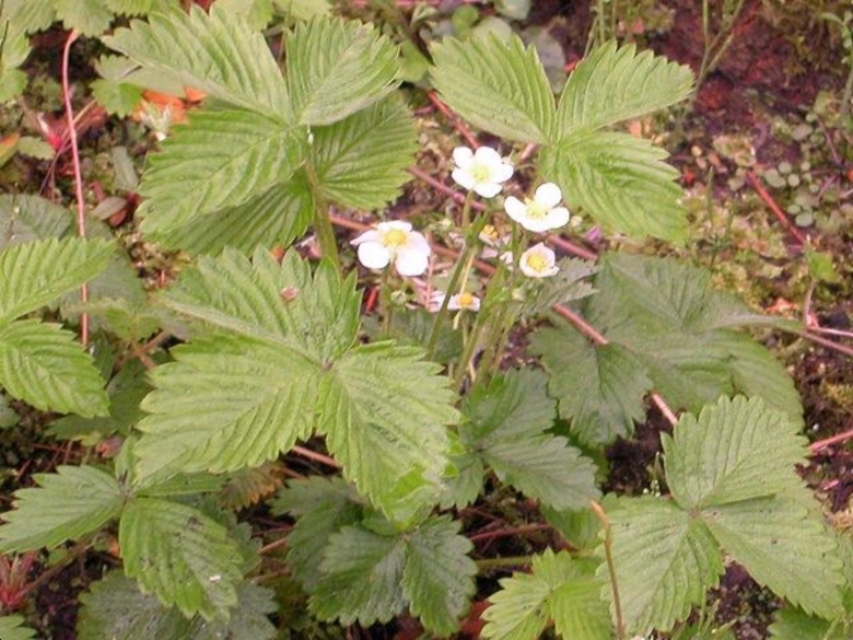 Fragaria moschata
