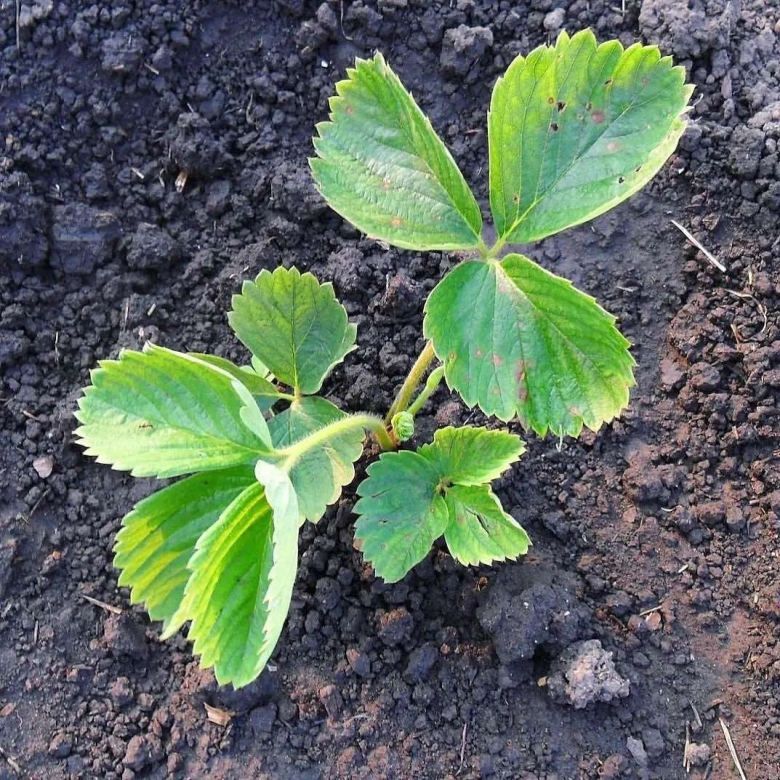 Рассада клубника ремонтантная