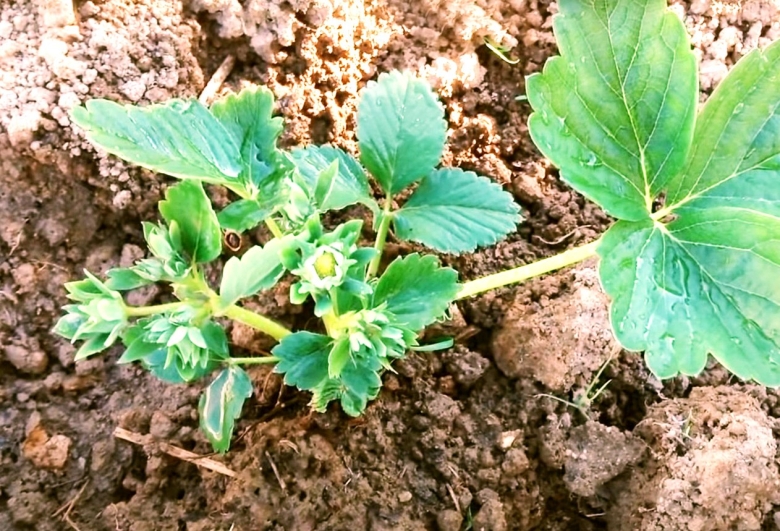 Как различить женские и мужские кусты клубники