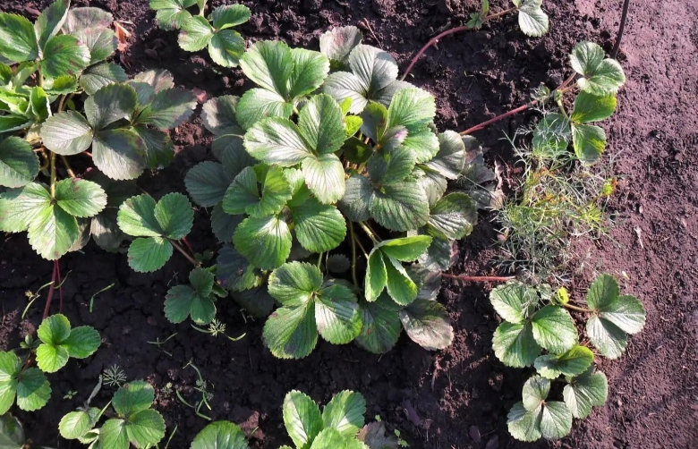 Розетки для клубники