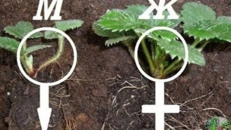 Мужские и женские кусты клубники как отличить