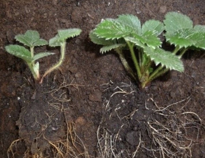 Мужские и женские кусты клубники