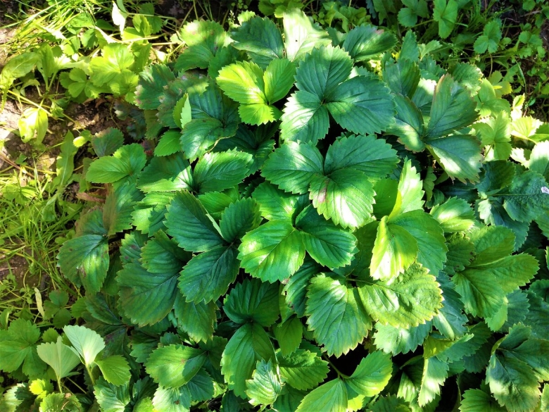 Куст земляники