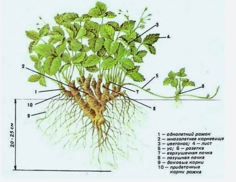 Строение куста земляники садовой
