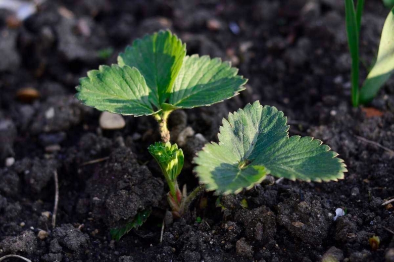 Земляника ремонтантная всходы