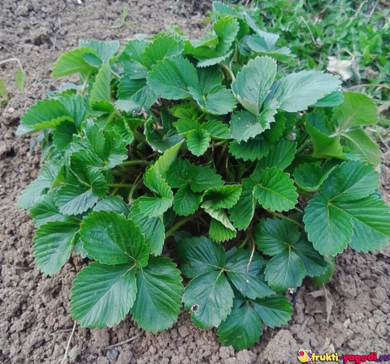 Рассада клубники клери