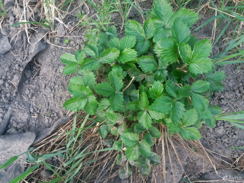 Земляничная нематода кусты клубники