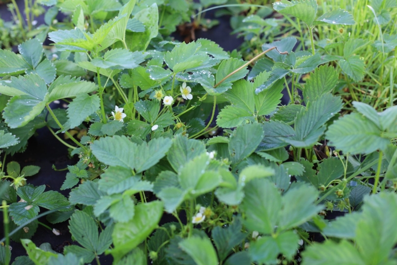 Засоритель клубники