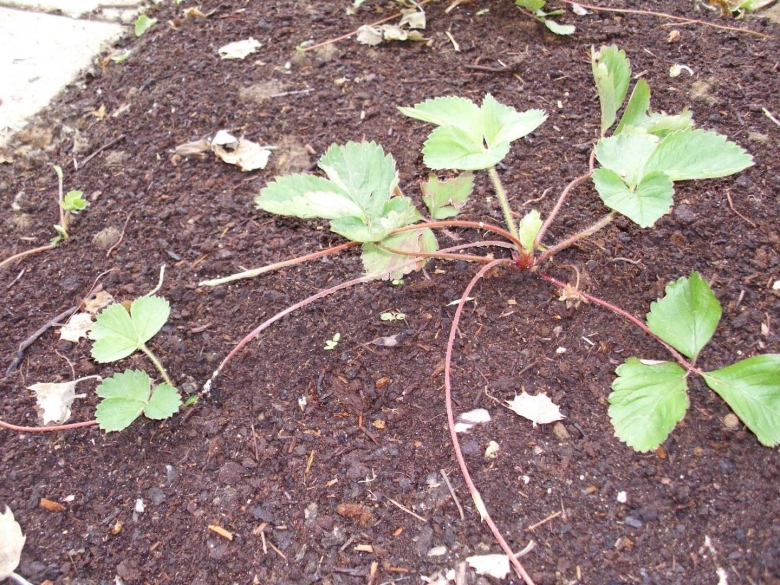 Садовая земляника размножается