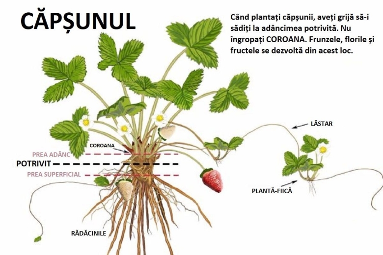 Размножение садовой земляники усами
