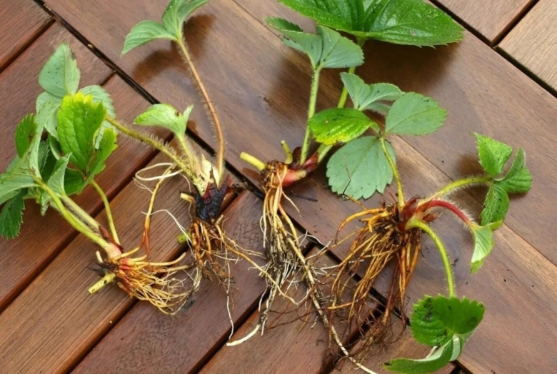 Ремонтантная клубника усы