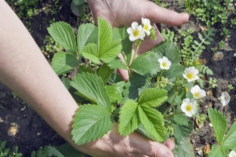 Мужские и женские кусты клубники