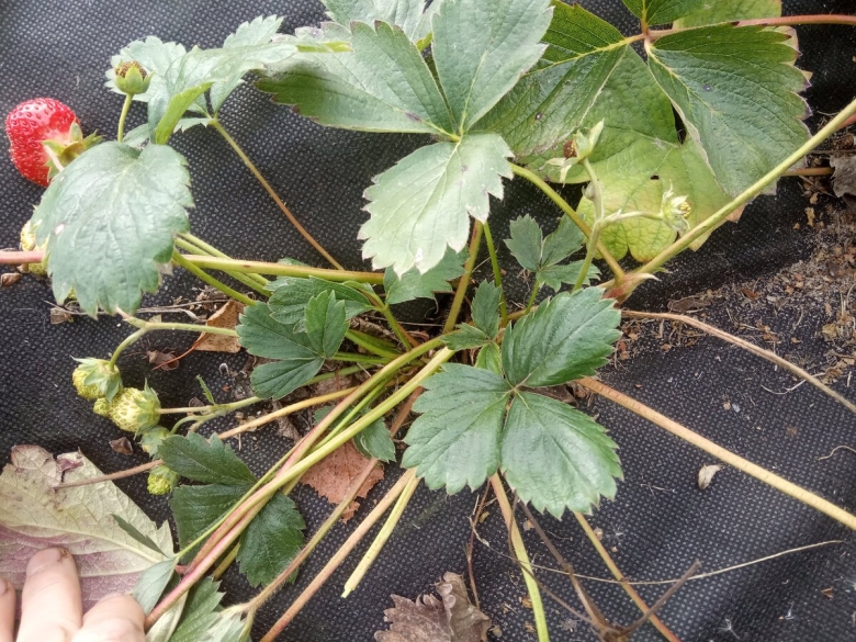 Розетка у клубники фото