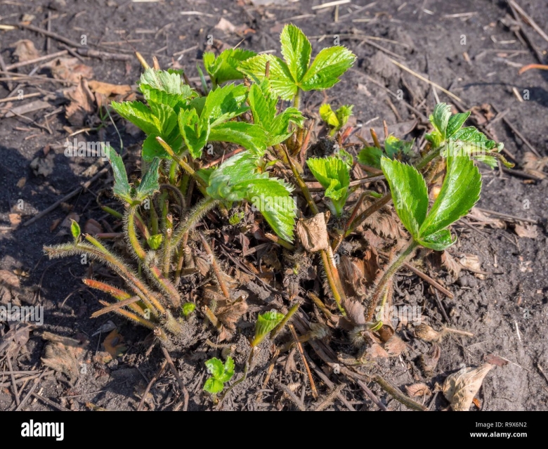 Куст земляники