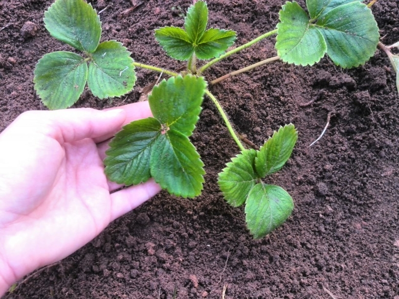 Клубника ремонтантная всходы