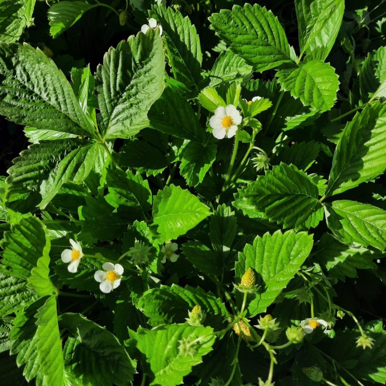 Земляника белая безусая