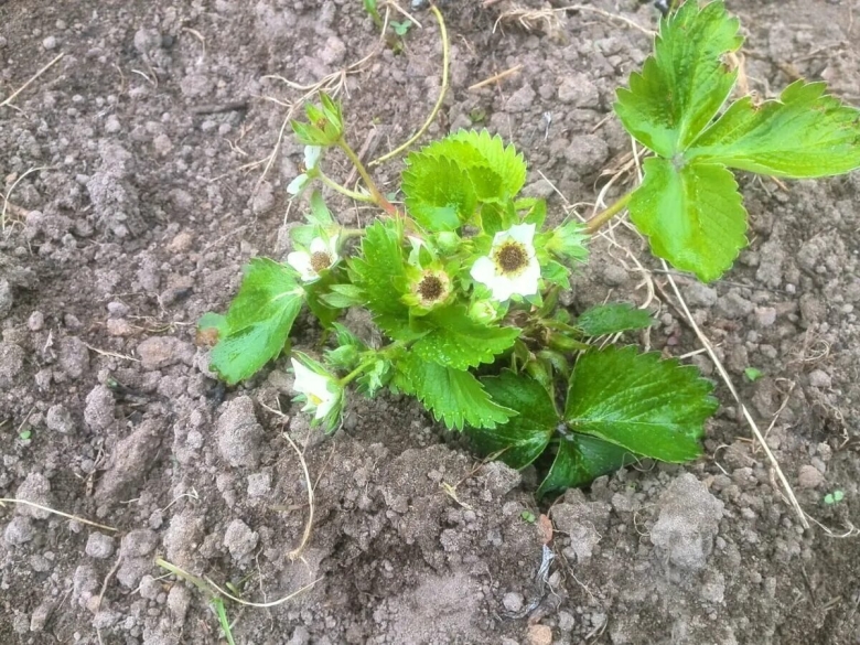 Мучнистая роса на клубнике