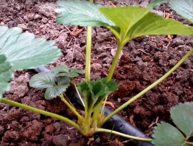 Мужские кусты клубники фото