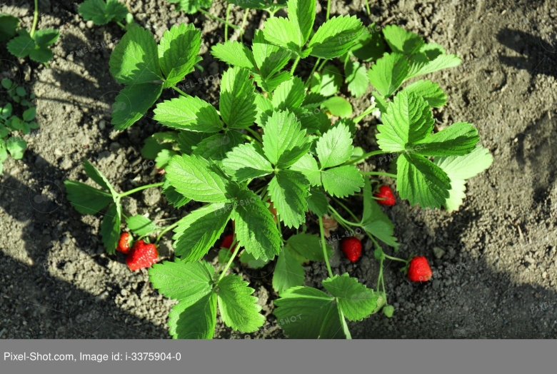 Кустик клубники