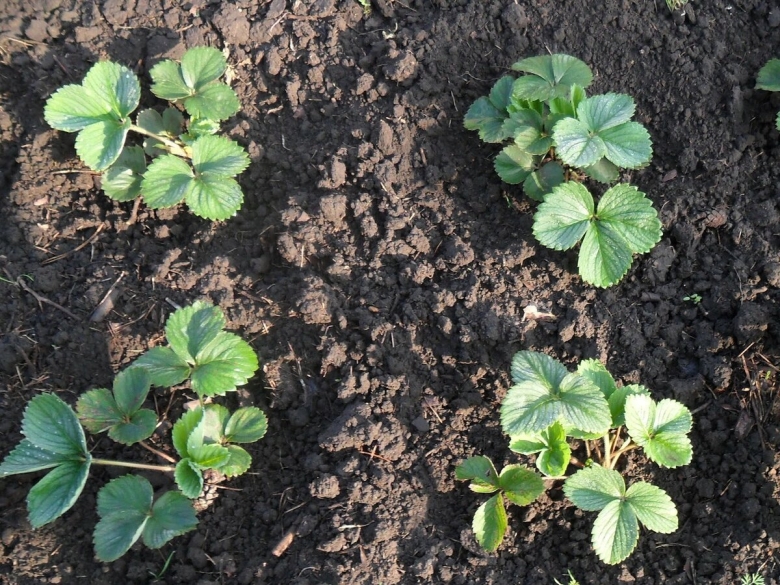 Клубника высаживание рассады