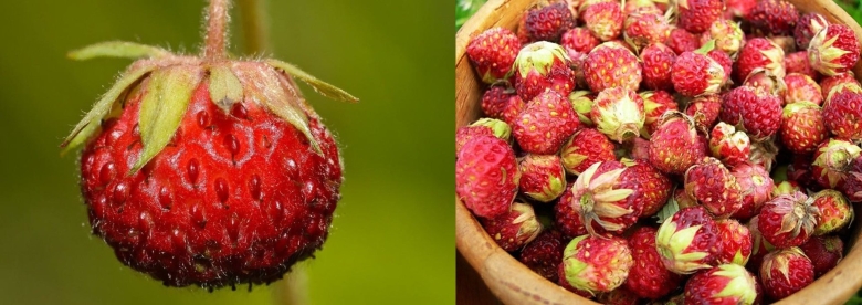 Ягода похожая на землянику