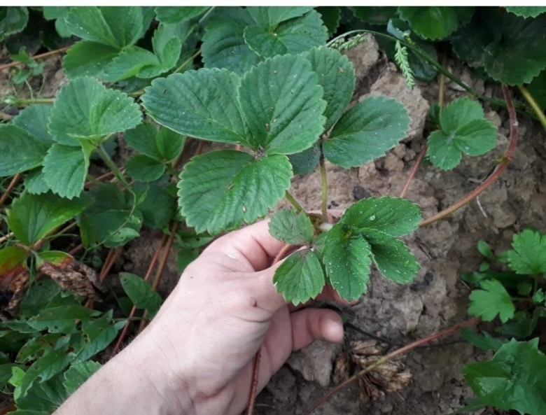 Клубника Виктория рассада