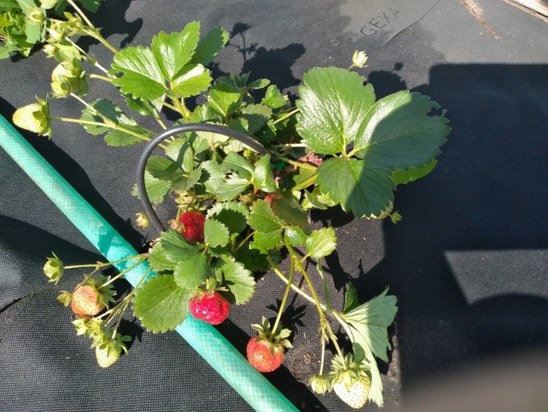 Клубника Близнецы