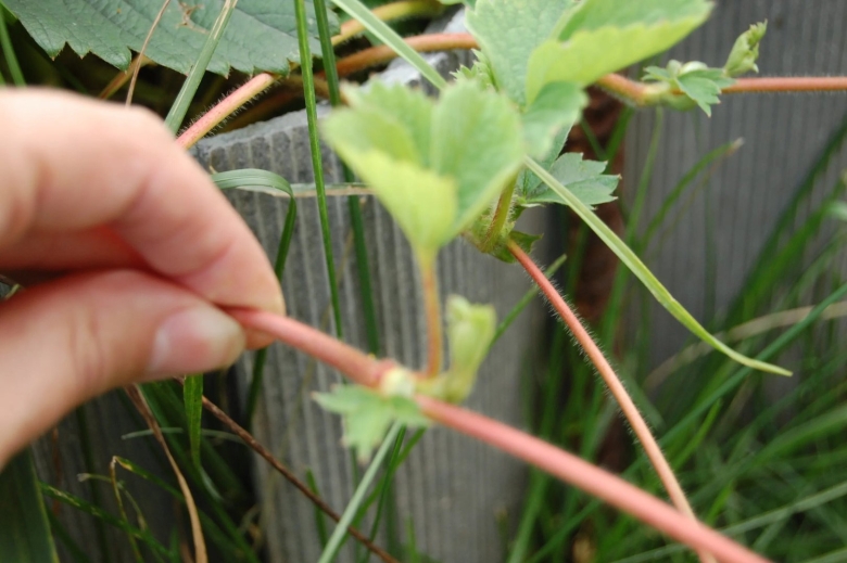 Ремонтантная клубника усы