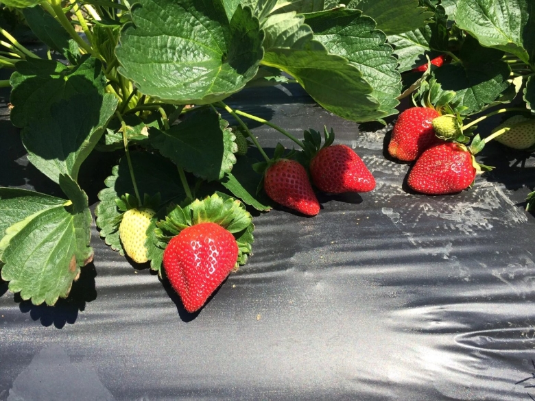 Клубника Франческа