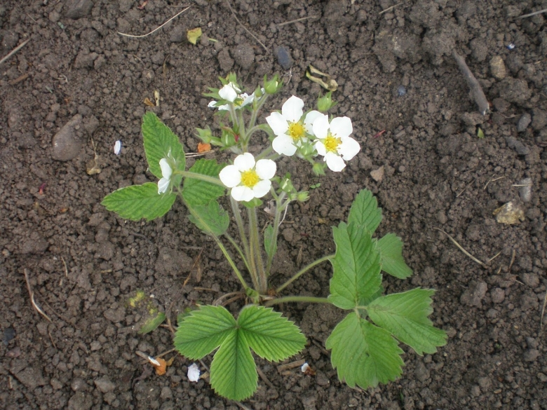 Садовая земляника