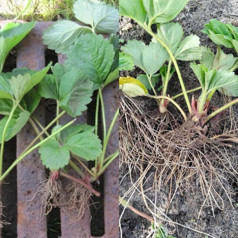 Рассада клубники копанка