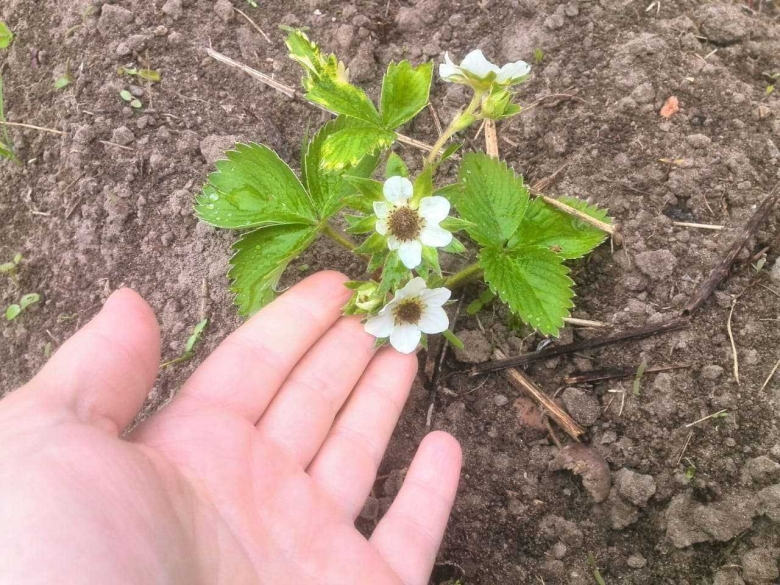 Хлороз земляники садовой