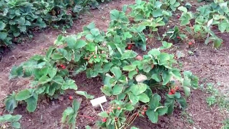 Ремонтантная клубника