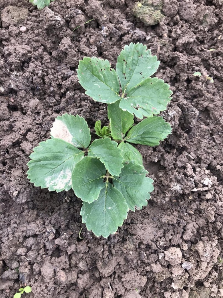 Усы у клубники